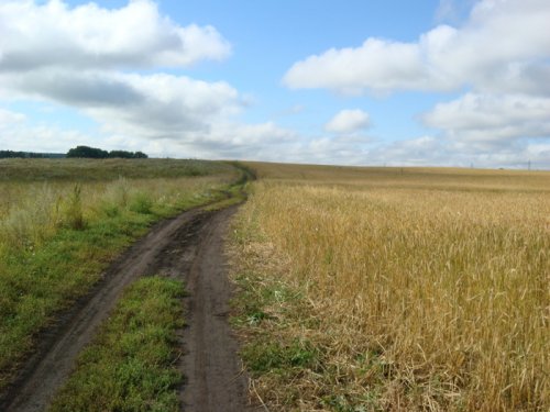 Полевая дорога.