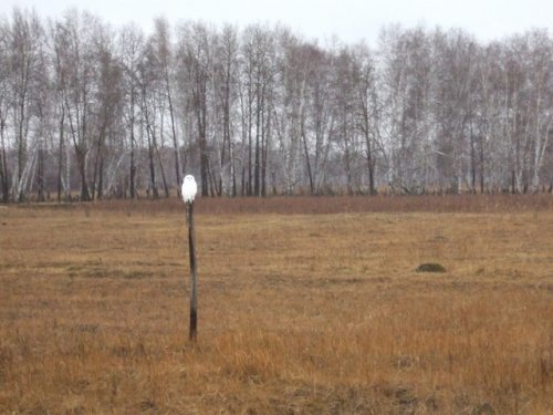 На посту