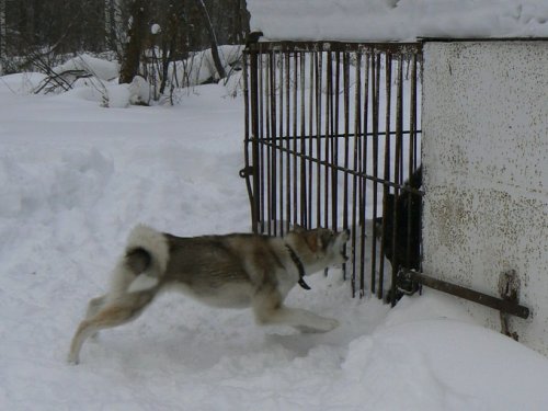 Дива, поездка на притравочную станцию