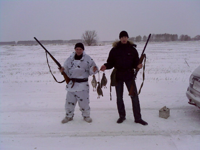 курочки
