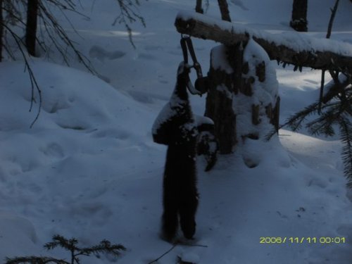 Соболинная судьба