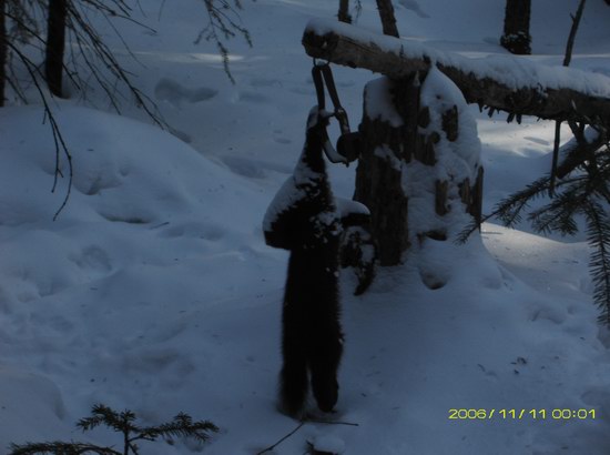 Соболинная судьба