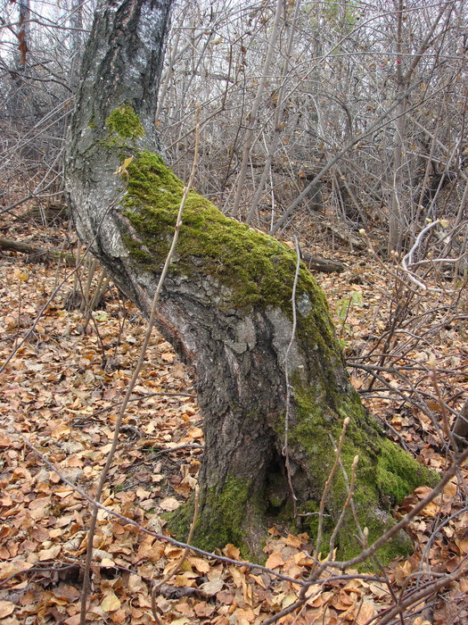 Берёза.