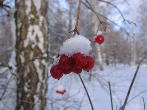 Калина красная