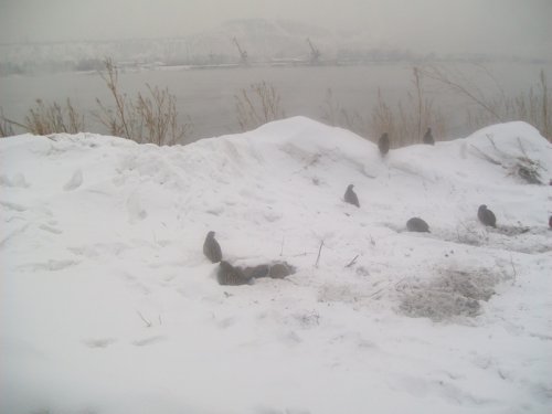 серая куропатка