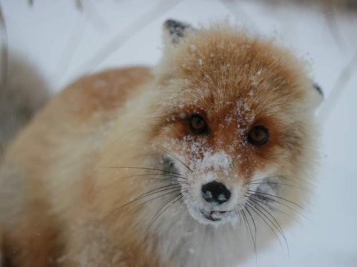 Фотомодель.