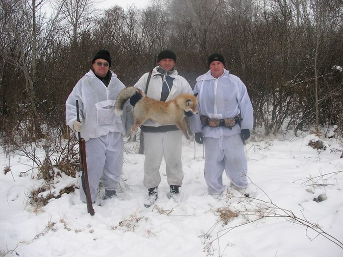 Лис