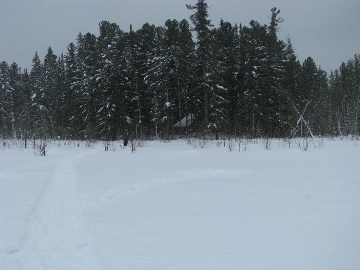 Кедрач   .