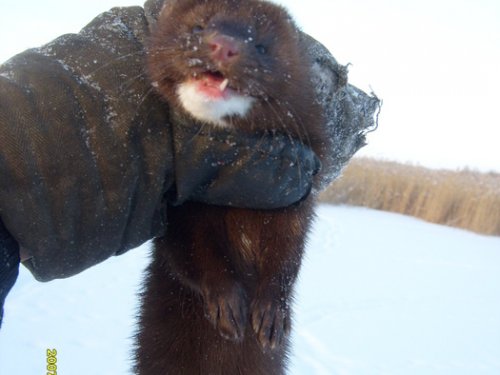 норка