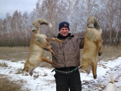 лисы