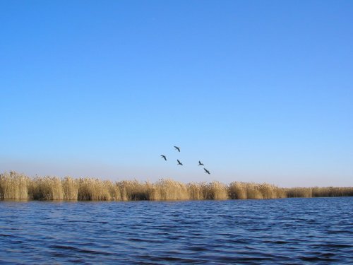 Скоро прилетят