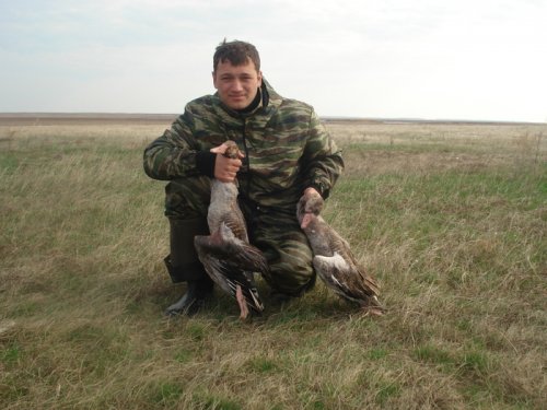 гуси