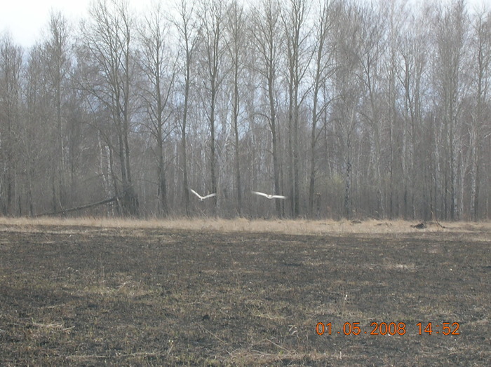 Журавли