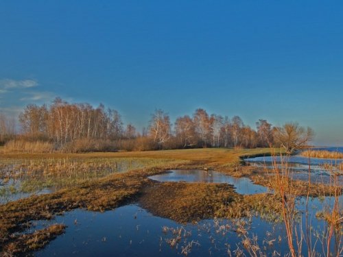 Моё отъезжее поле