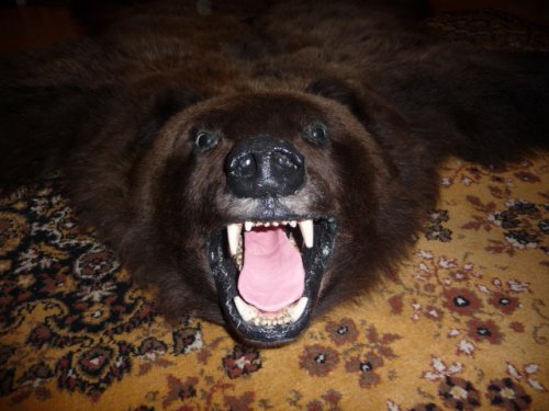 трофей октября 2008