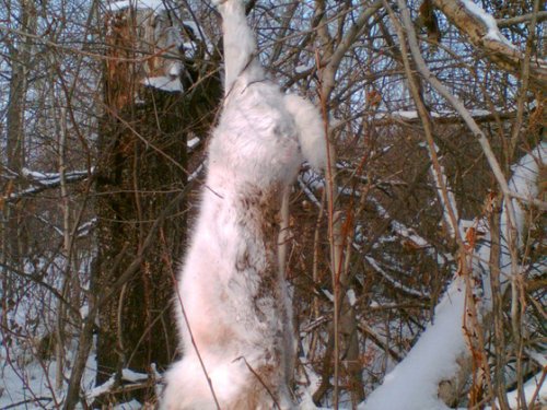 Трофей