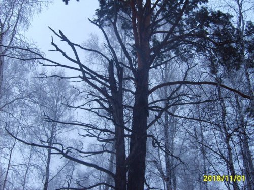 это сосна видела многое