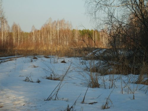 в кустах в далеке касули пасуться