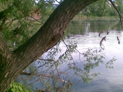 с .Павловск  Алтайский край