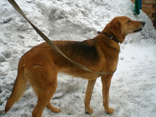 ЛАДА сегодня
