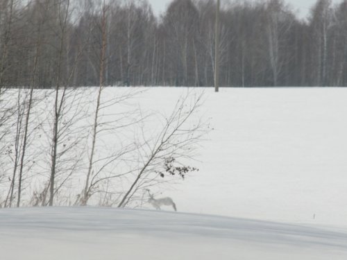 Заяц