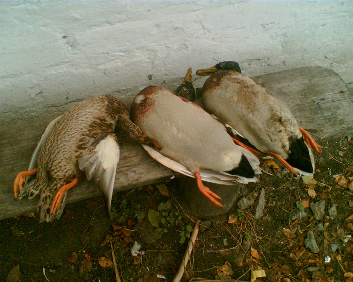 Октябрь,2008