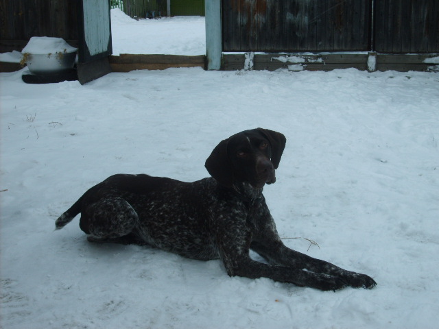 хочу на охоту "форли"