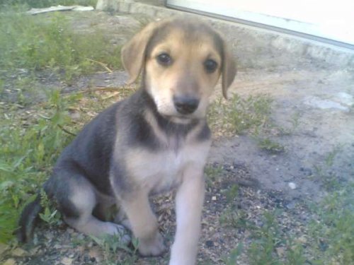 Становление молодой выжловки