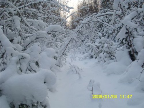 дорога в тайгу.