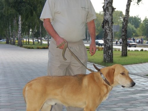 Гул.