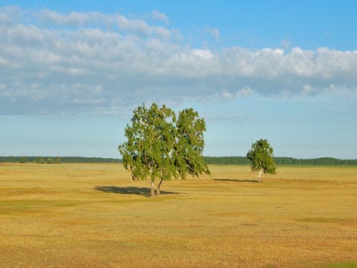 Алтайская степь