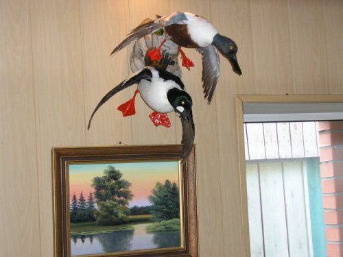 Трофеи 2009 г.