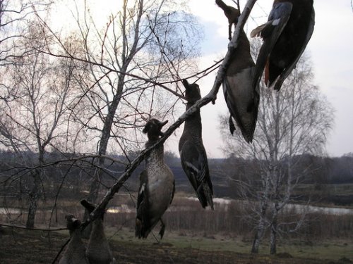 После зорьки