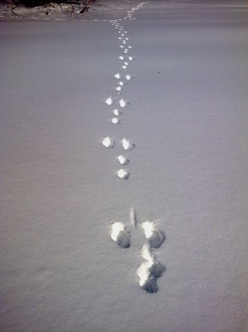 Косой бегал)