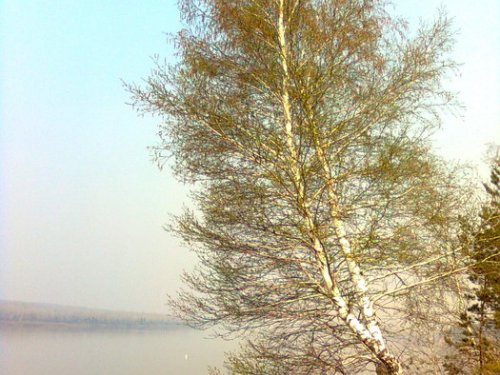 у Красного Яра