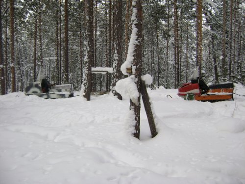 наши зимние кони