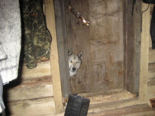 кто здесь?