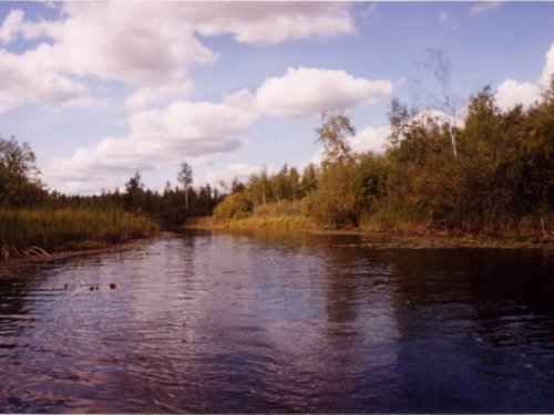 речка Еланка, протекает через рям