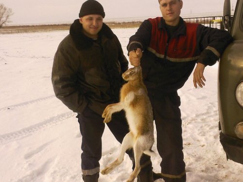 Ну как вам?