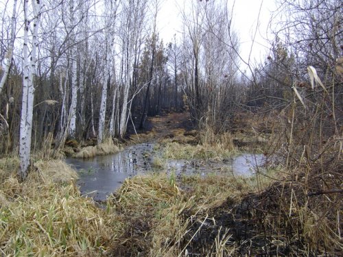 Весна 2008.Выжгли такую красоту.