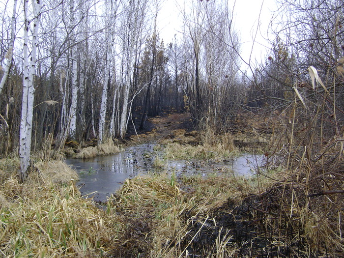 Весна 2008.Выжгли такую красоту.
