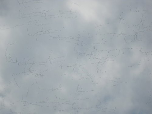 сотни журавлей на северном кавказе