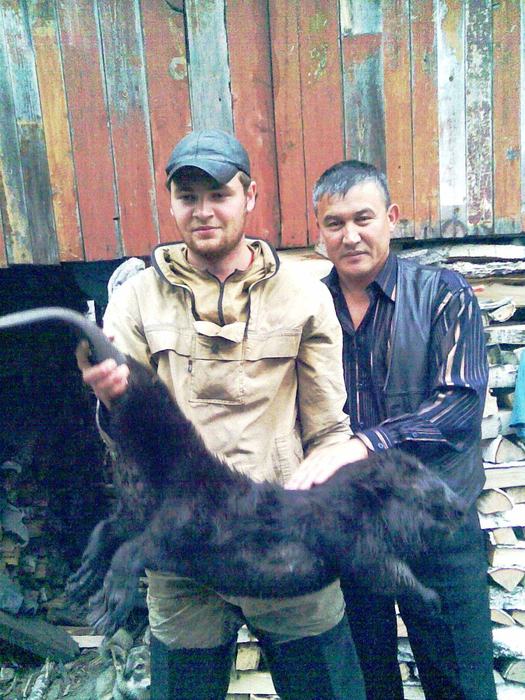Вот такие бобры...