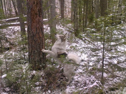 Нашёл!