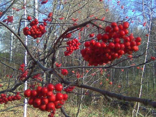 Рябины много-зима холодная