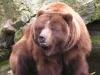 Жители Кемеровской области отравились копченым мясом медведя