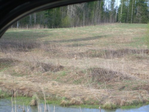 Плутовка мышкует