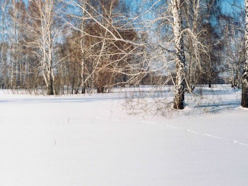 По следу беляка
