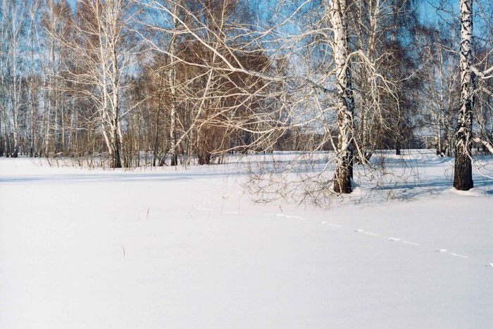 По следу беляка