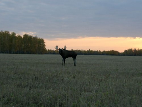 Неожиданная встреча